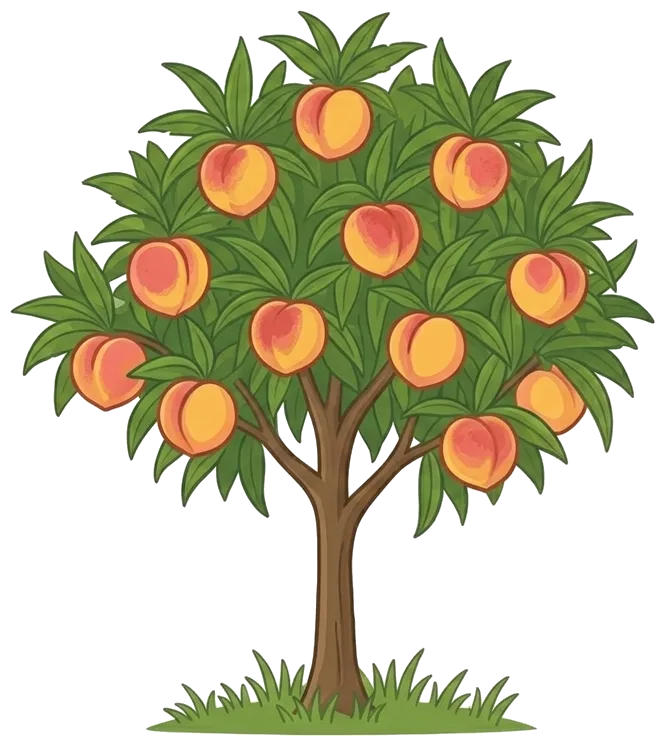 Illustration of a peach tree